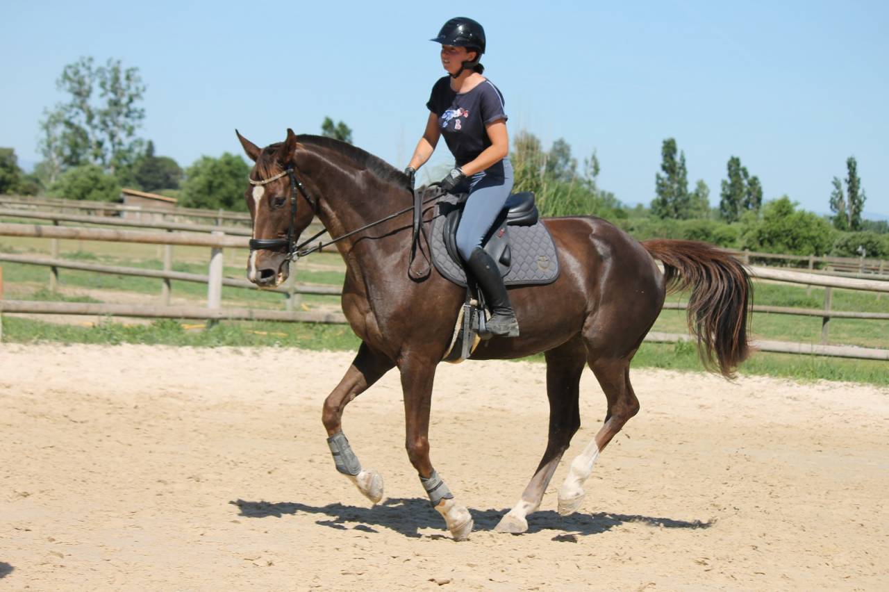 &Agrave; vendre cheval de compagnie 