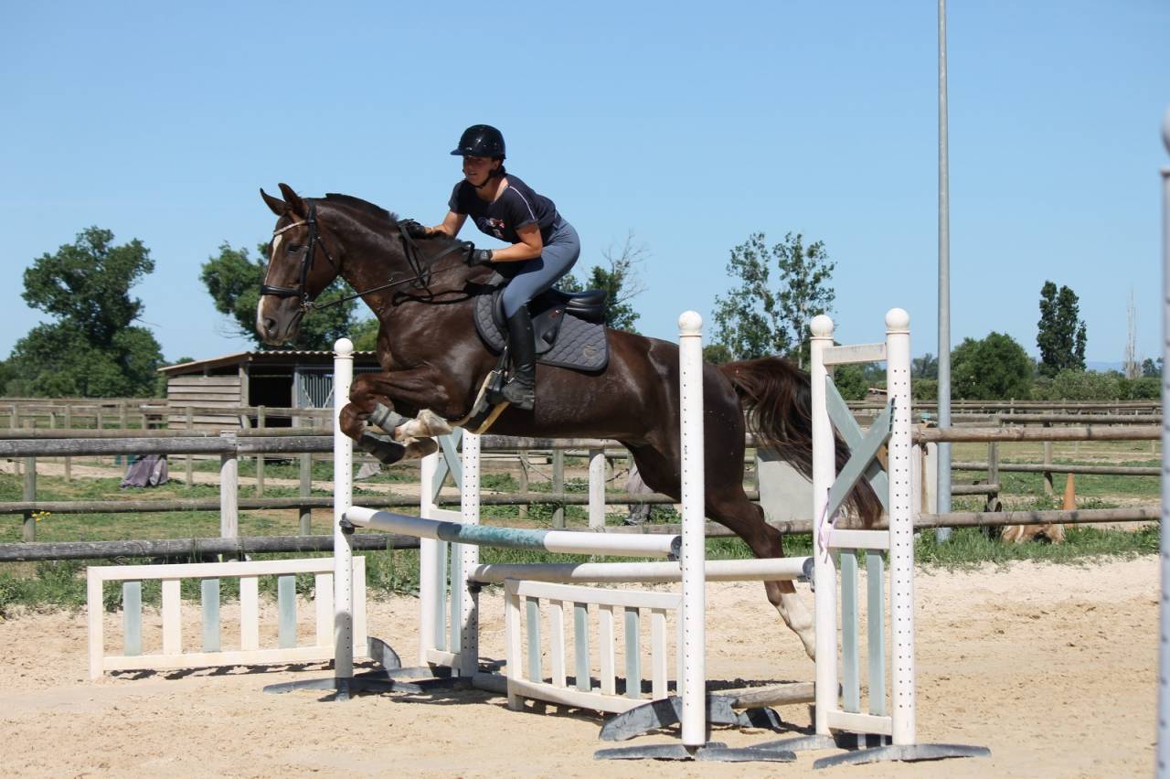 &Agrave; vendre cheval de compagnie 