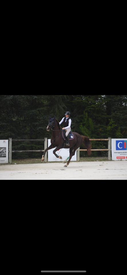 &Agrave; vendre cheval de compagnie 