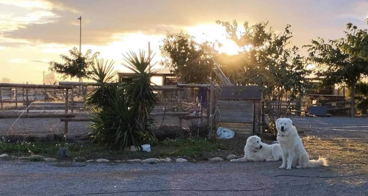 Propri&eacute;t&eacute; &eacute;questre et Elevage canin -9 chiens 