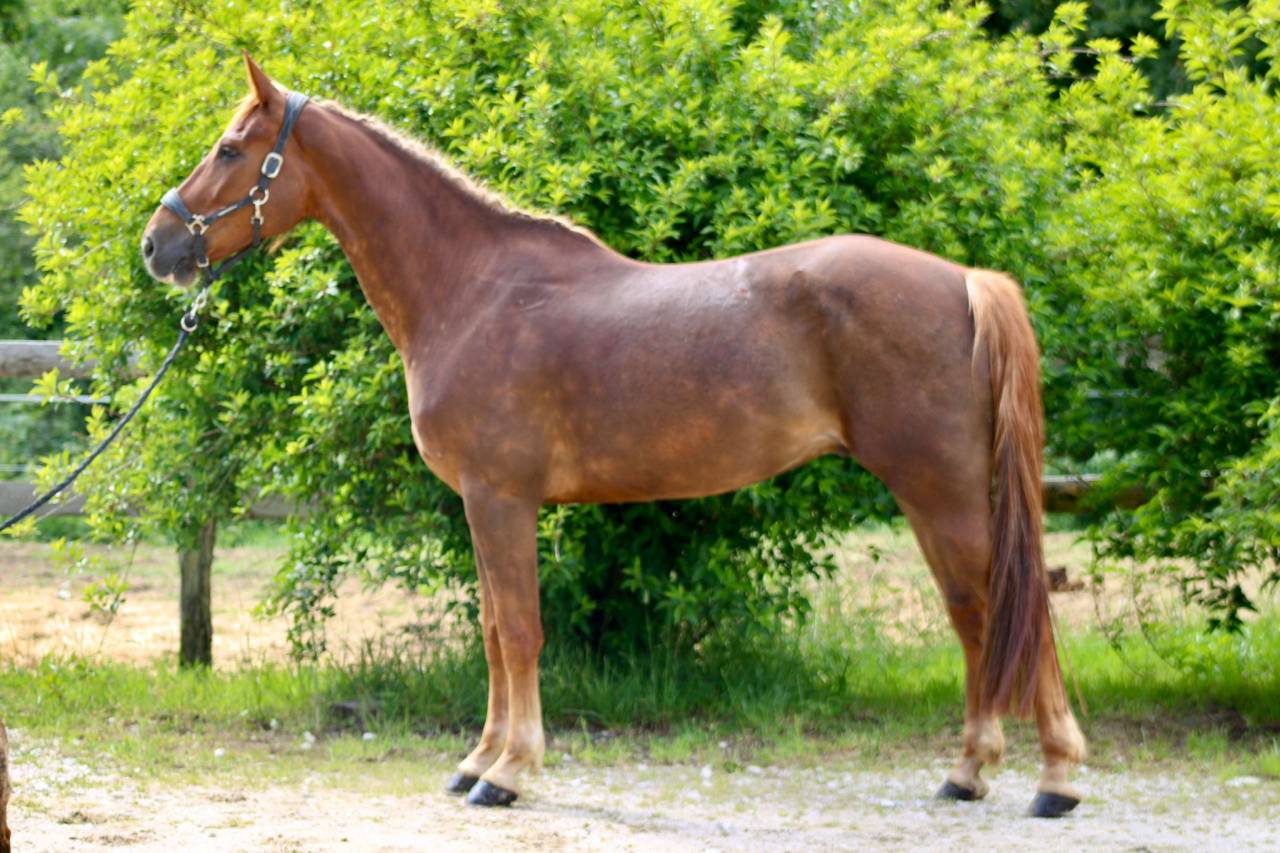 Hongre selle fran&ccedil;ais de 6 ans 