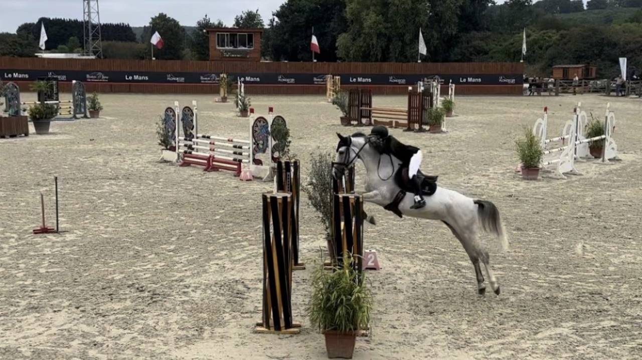 Jument selle fran&ccedil;ais - 7 ans 