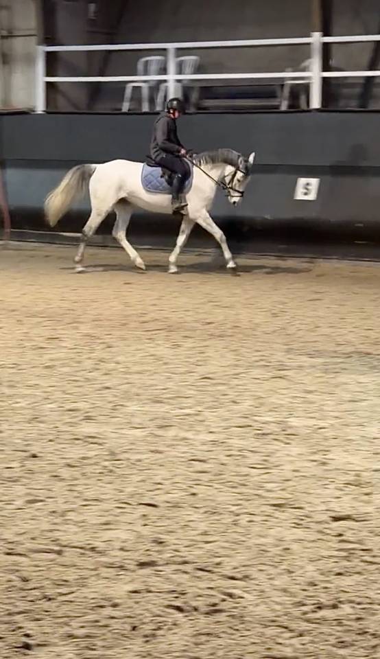 Jument selle fran&ccedil;ais - 7 ans 