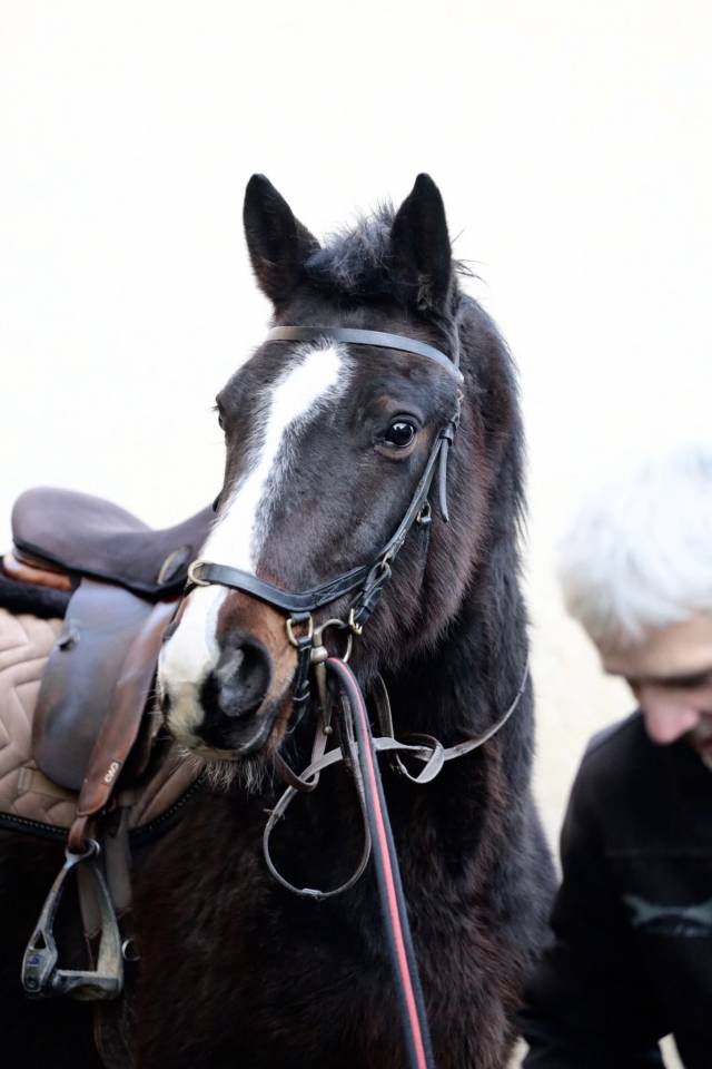 Cheval d'avenir