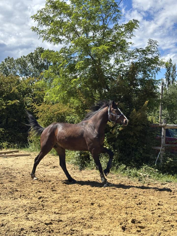Cheval d'avenir