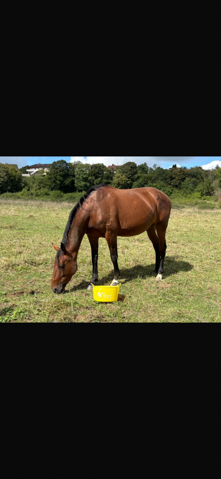 Vend ou loue trotteuse pour transfert d&rsquo;embryon