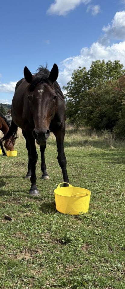 Vend ou loue trotteuse pour transfert d&rsquo;embryon