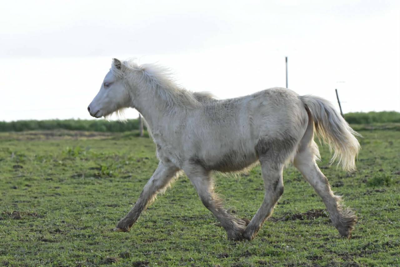 Poulain Welsh A PP 2025 cr&egrave;me yeux bleus