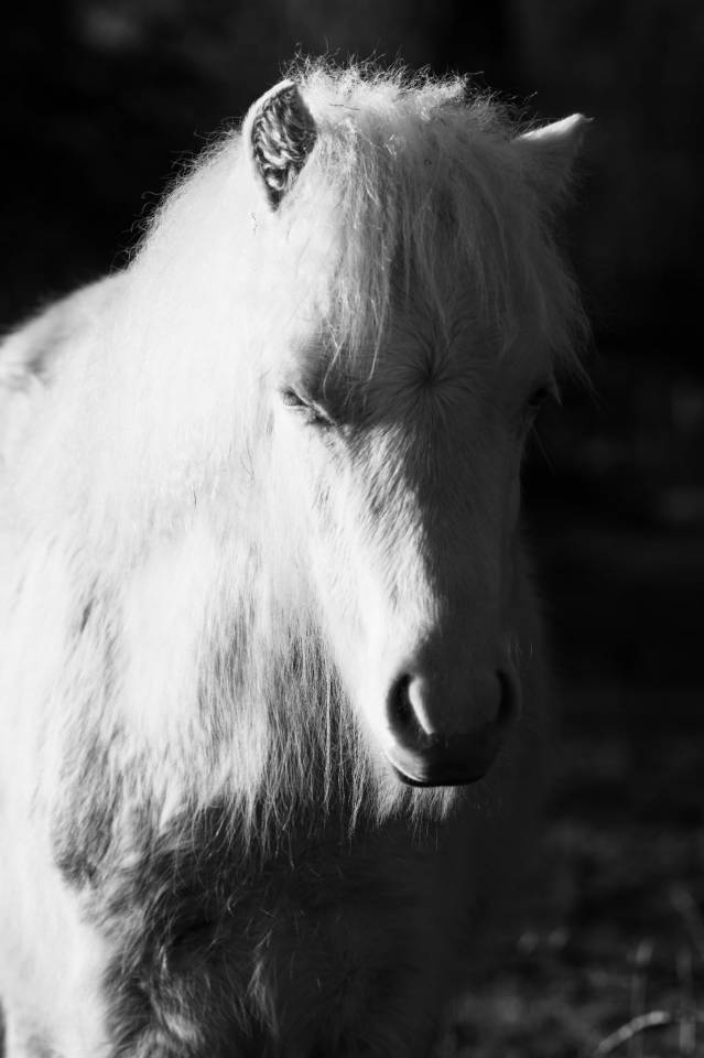Poulain Welsh A PP 2025 cr&egrave;me yeux bleus