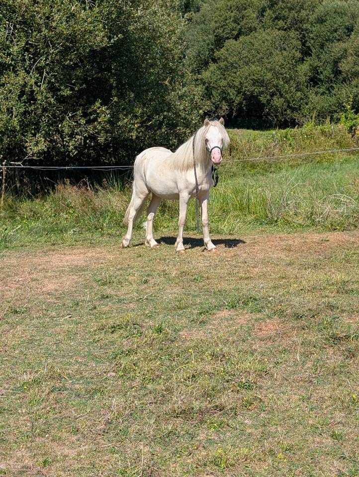 Poulain Welsh A PP 2025 cr&egrave;me yeux bleus