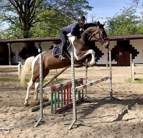 Joli hongre kwpn de 4 ans, +- 1m70, kwpn