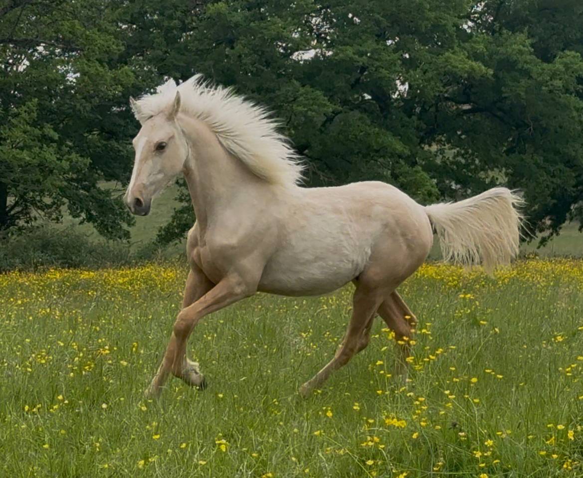 Hongre palomino oc 