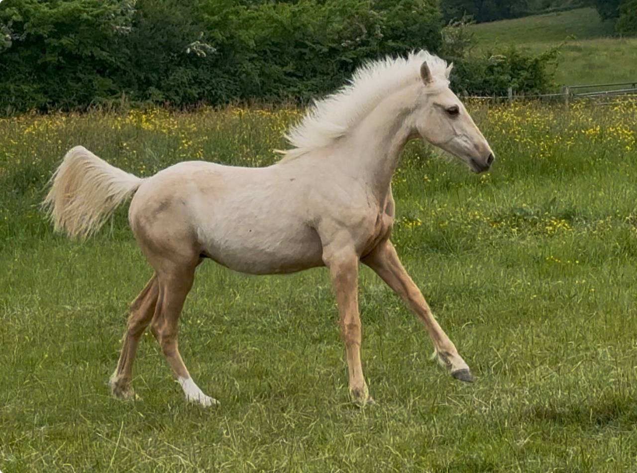 Hongre palomino oc 