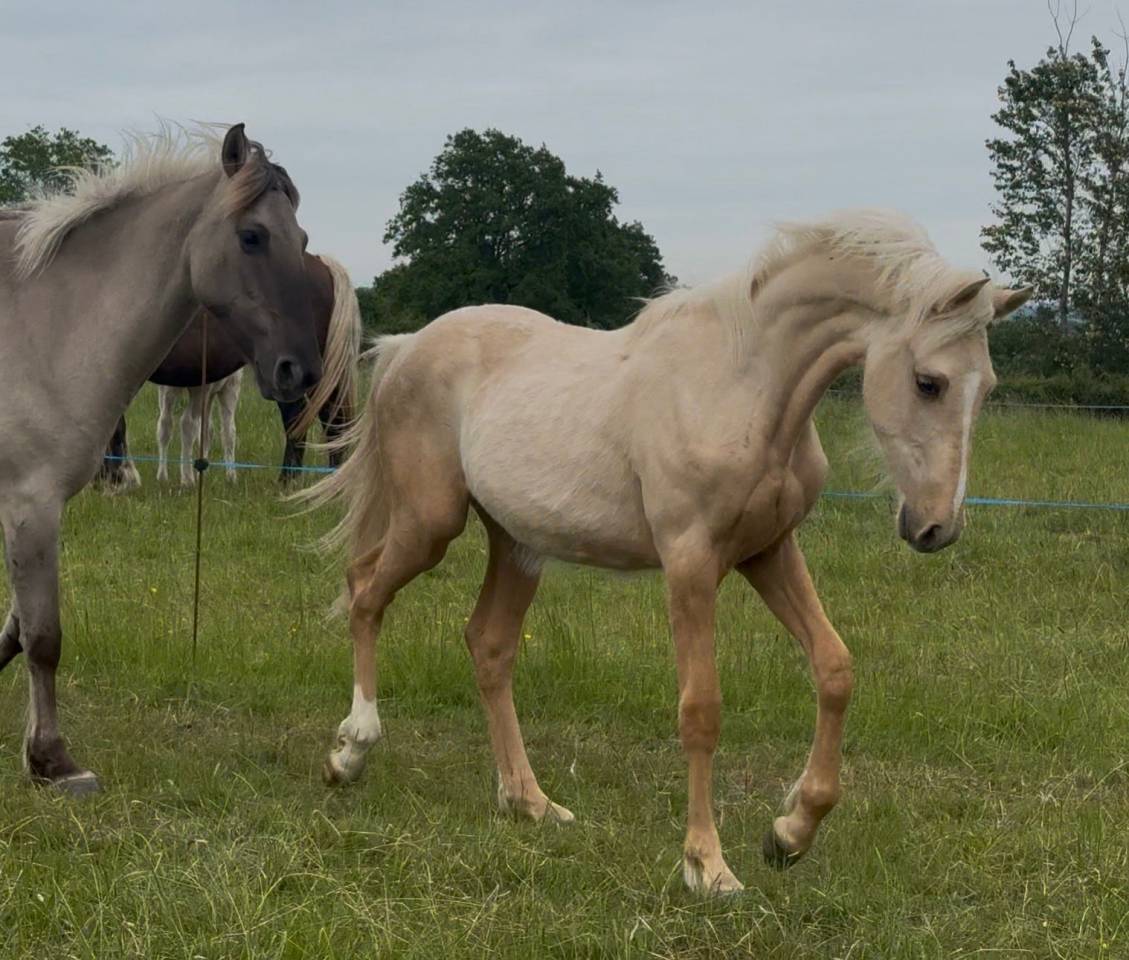 Hongre palomino oc 