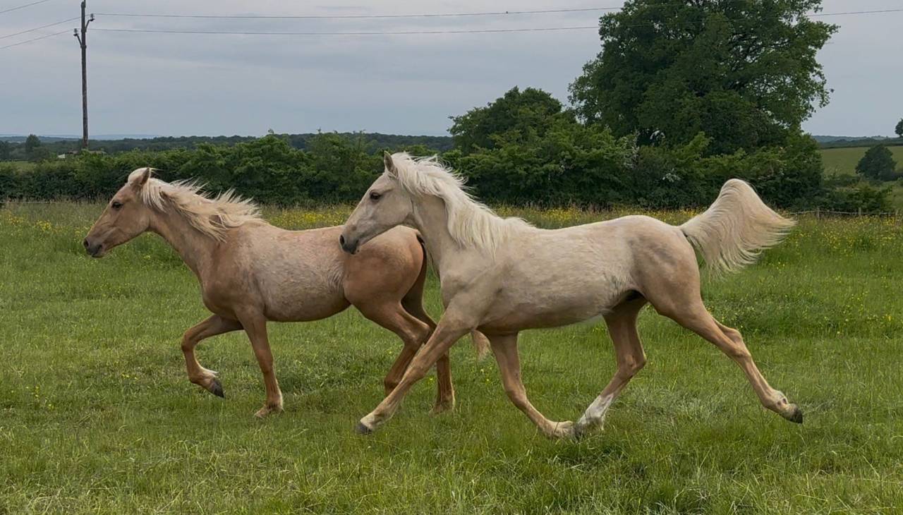 Hongre palomino oc 