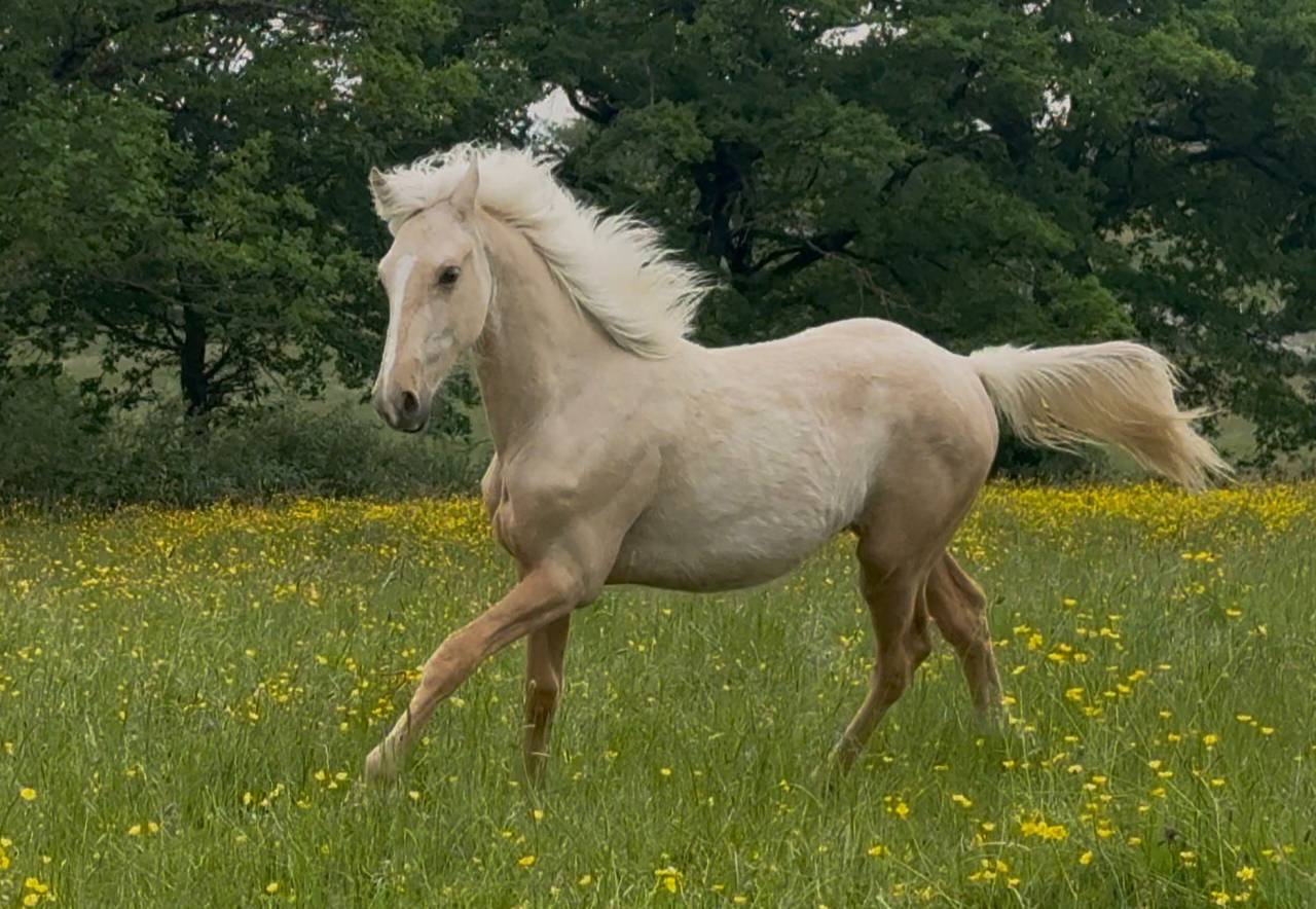 Hongre palomino oc 