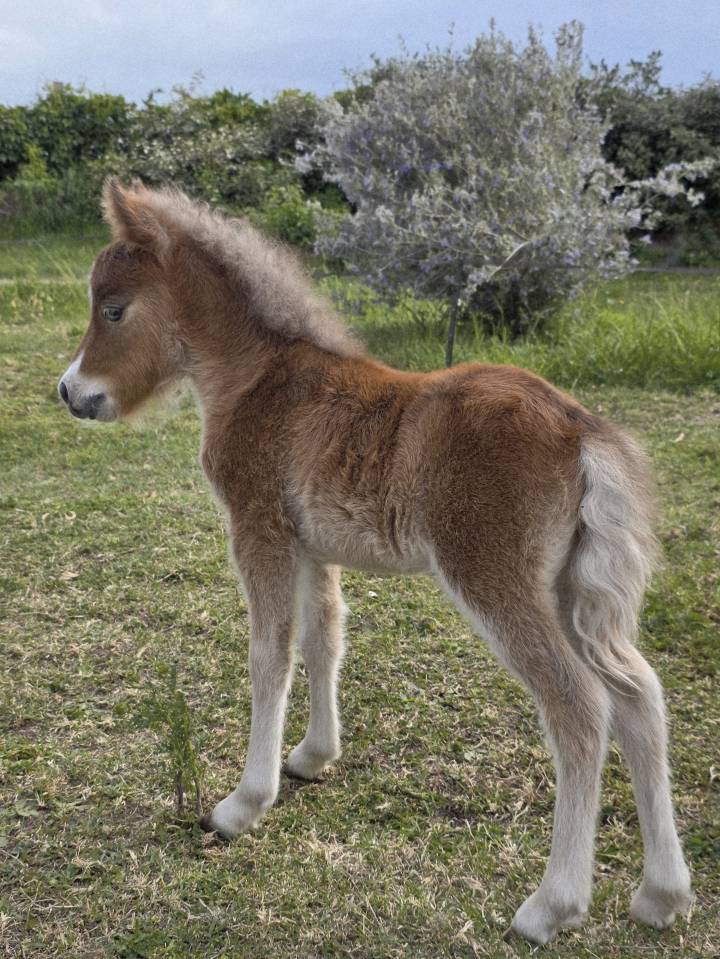 Poulain cheval miniature AMHA PP