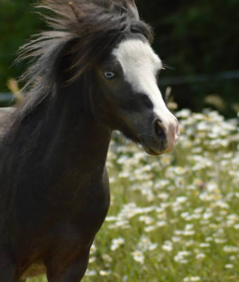 Poulain cheval miniature AMHA PP