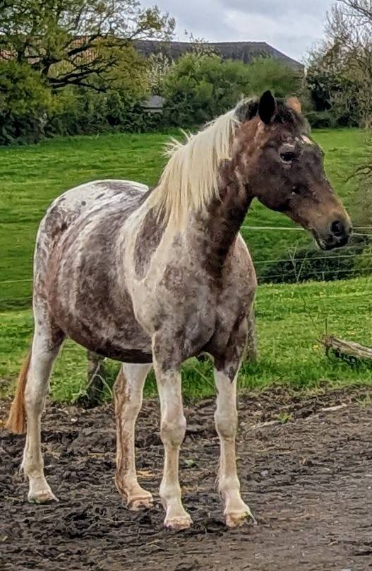 Jument appaloosa ONC 