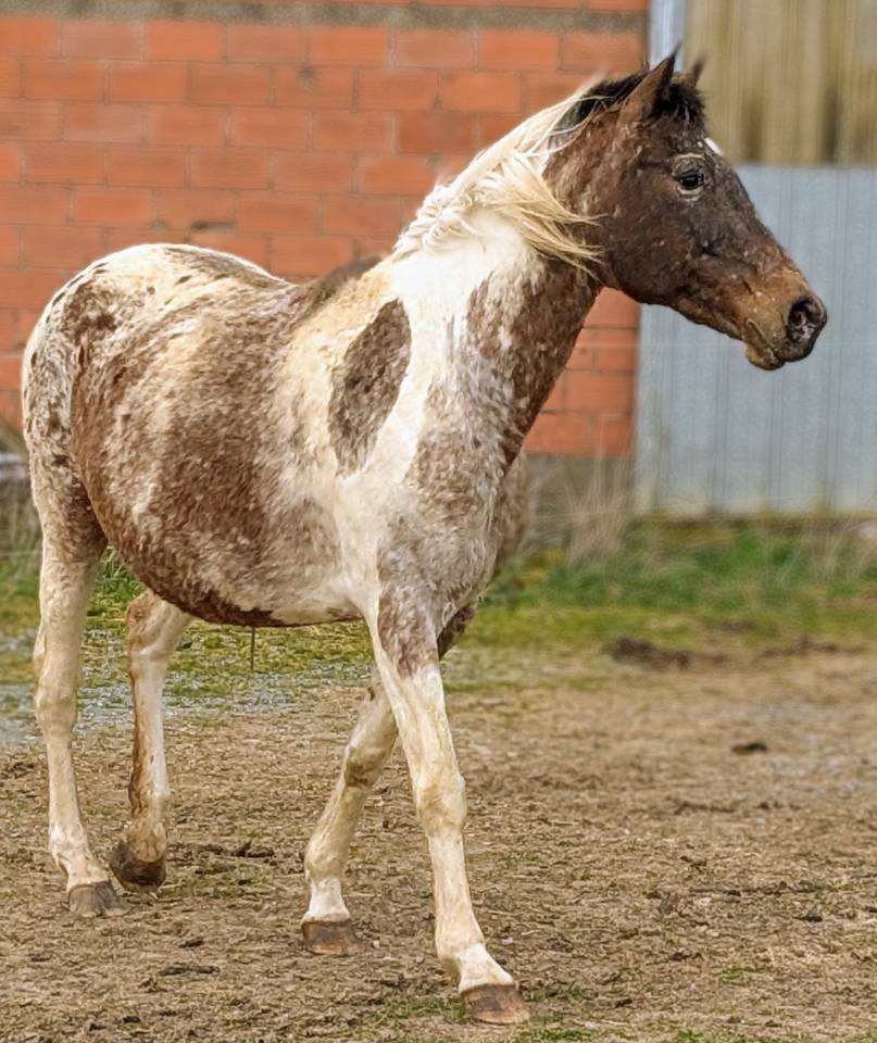 Jument appaloosa ONC 