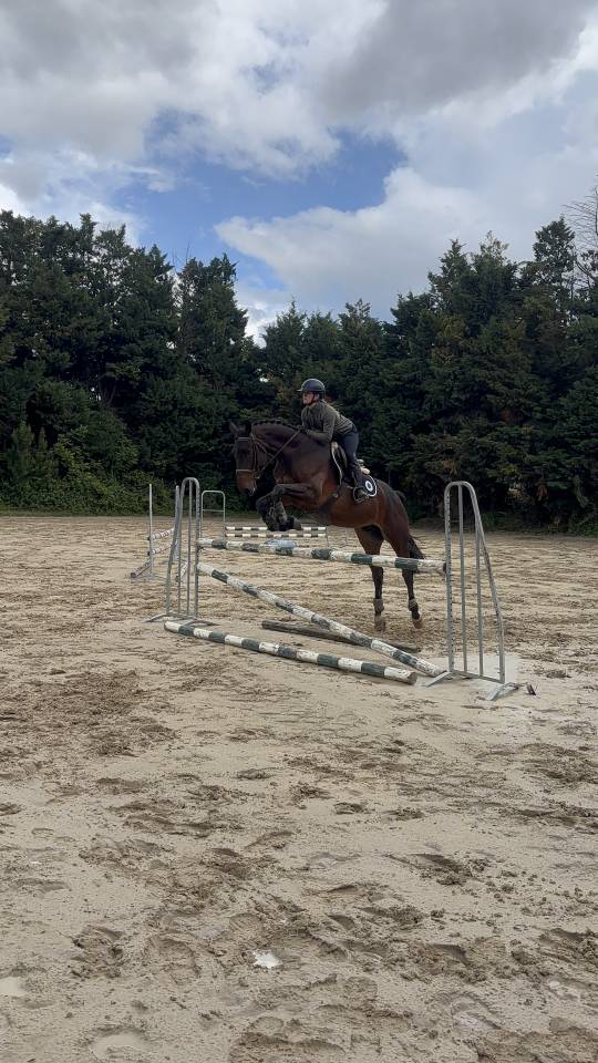 Jeunes cheval avec des moyens id&eacute;al amateur 