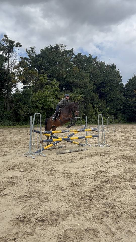 Jeunes cheval avec des moyens id&eacute;al amateur 