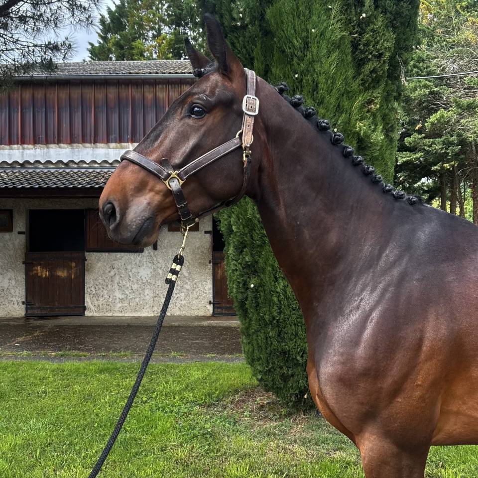 Jeunes cheval avec des moyens id&eacute;al amateur 