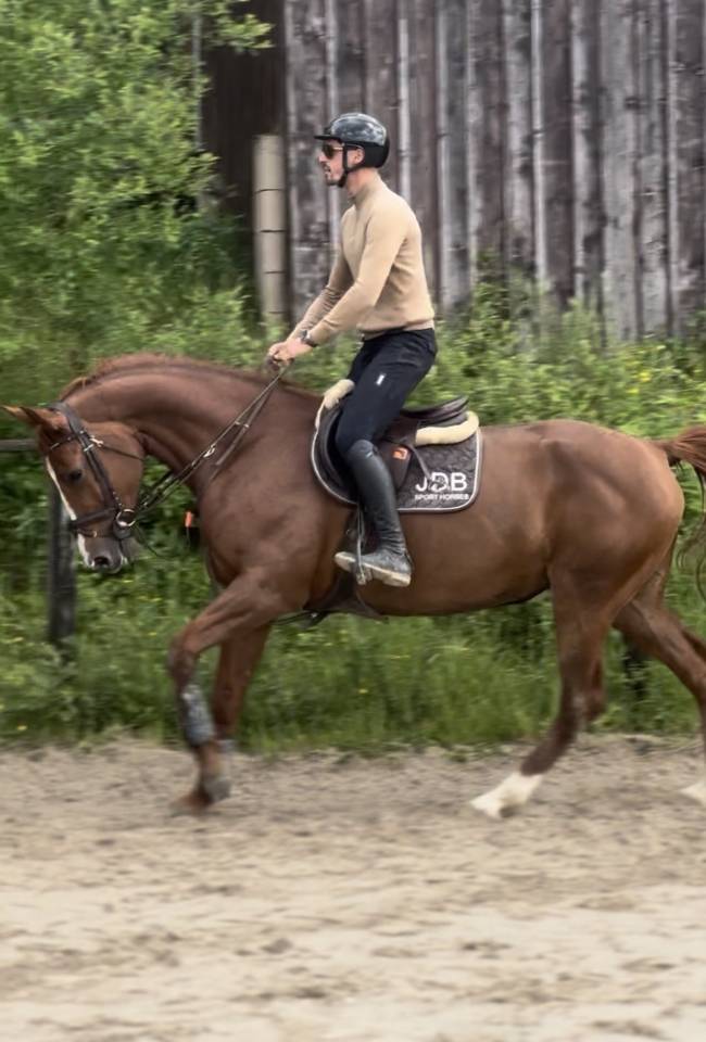 Jument selle fran&ccedil;ais amateur 