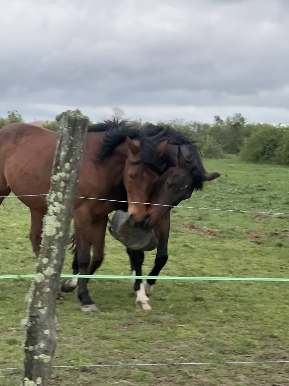 Pension bien‑&ecirc;tre chevaux au grand air 