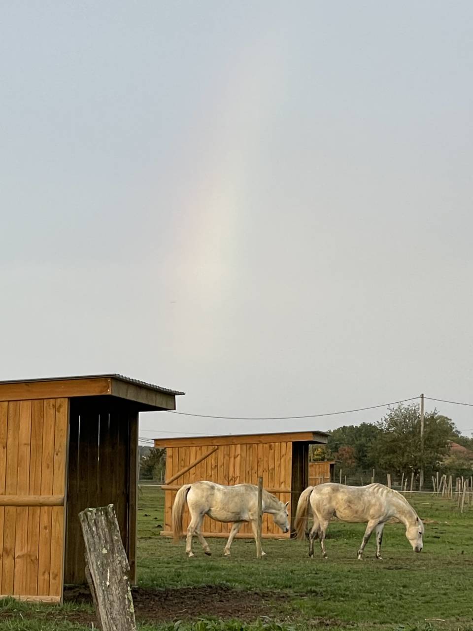 Pension bien‑&ecirc;tre chevaux au grand air 