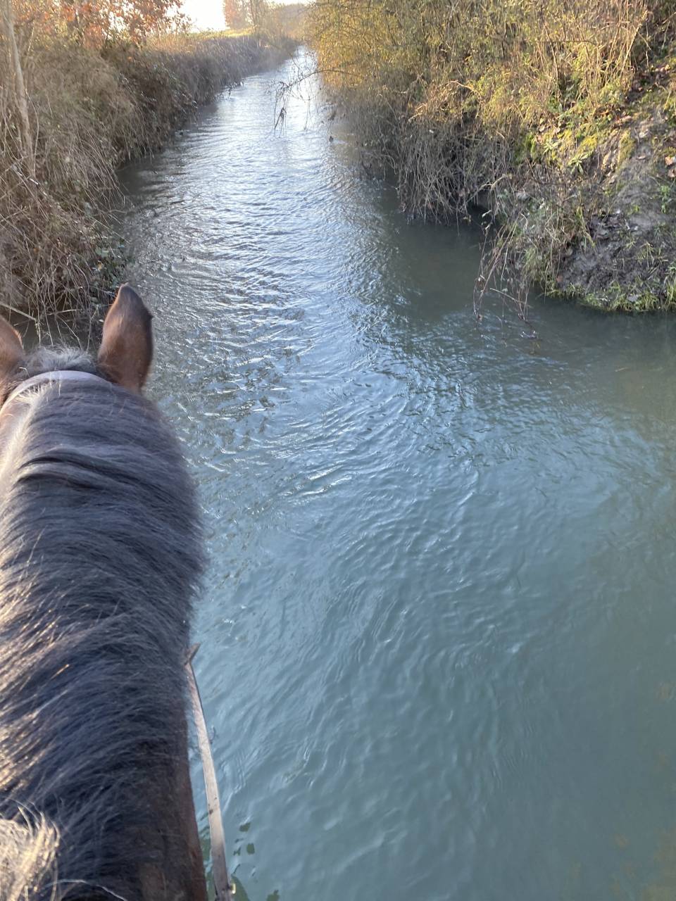 Pension bien‑&ecirc;tre chevaux au grand air 