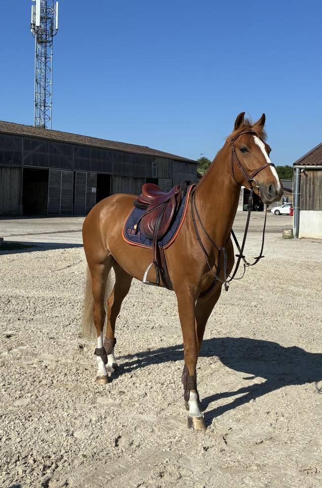 Tarzan - Un partenaire sportif chic et facile 