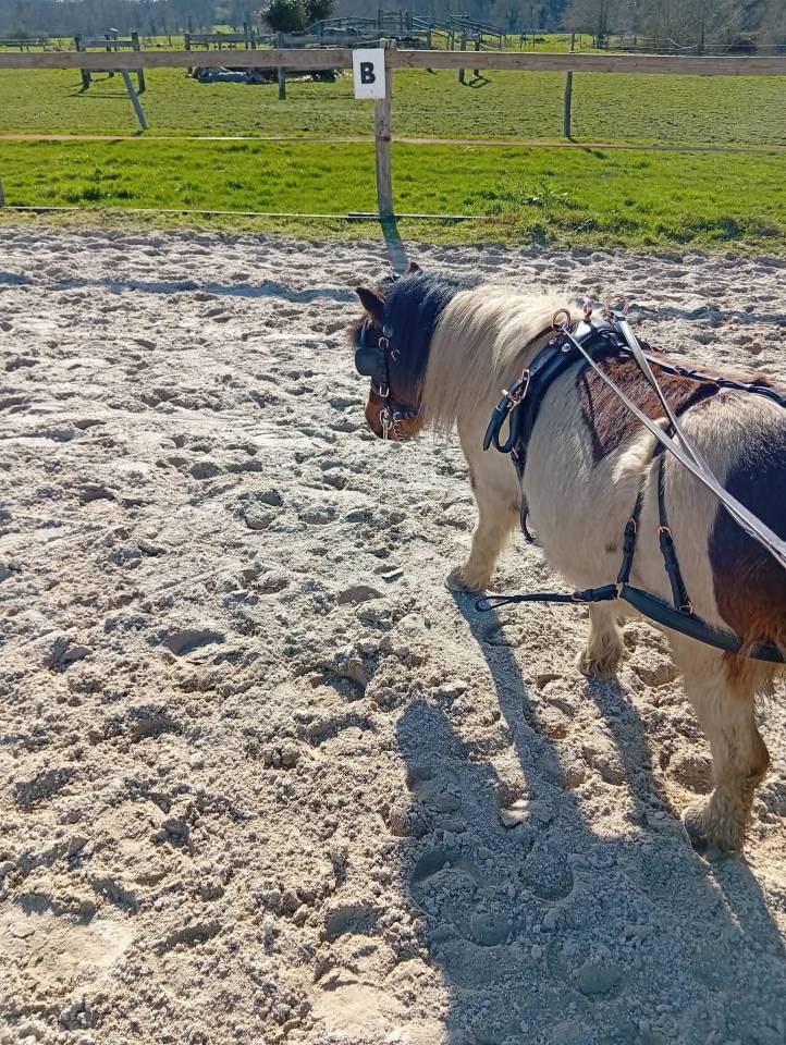 Entier type mini shetland 
