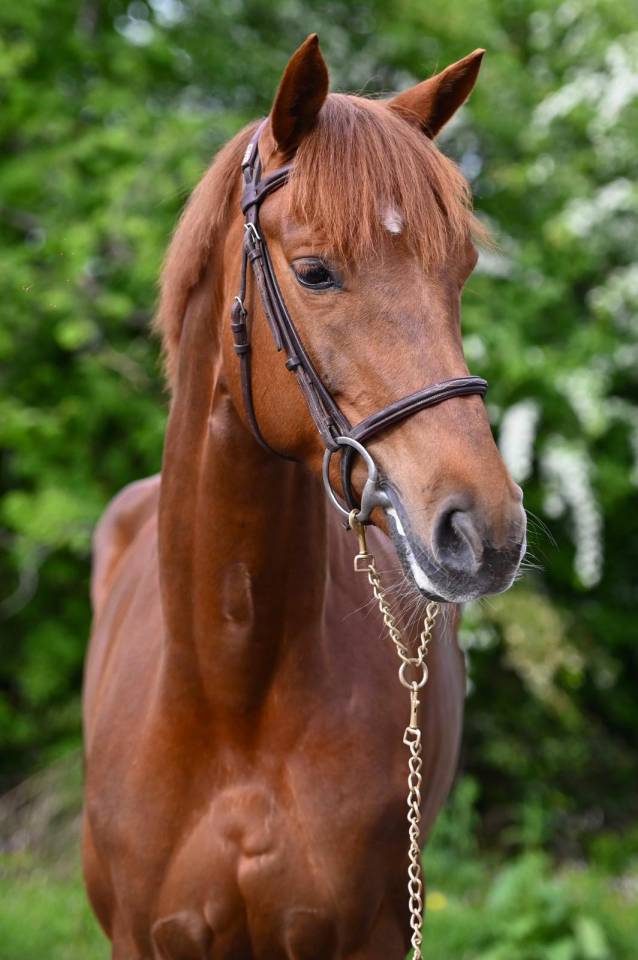 KELLE STAR DU COMTE