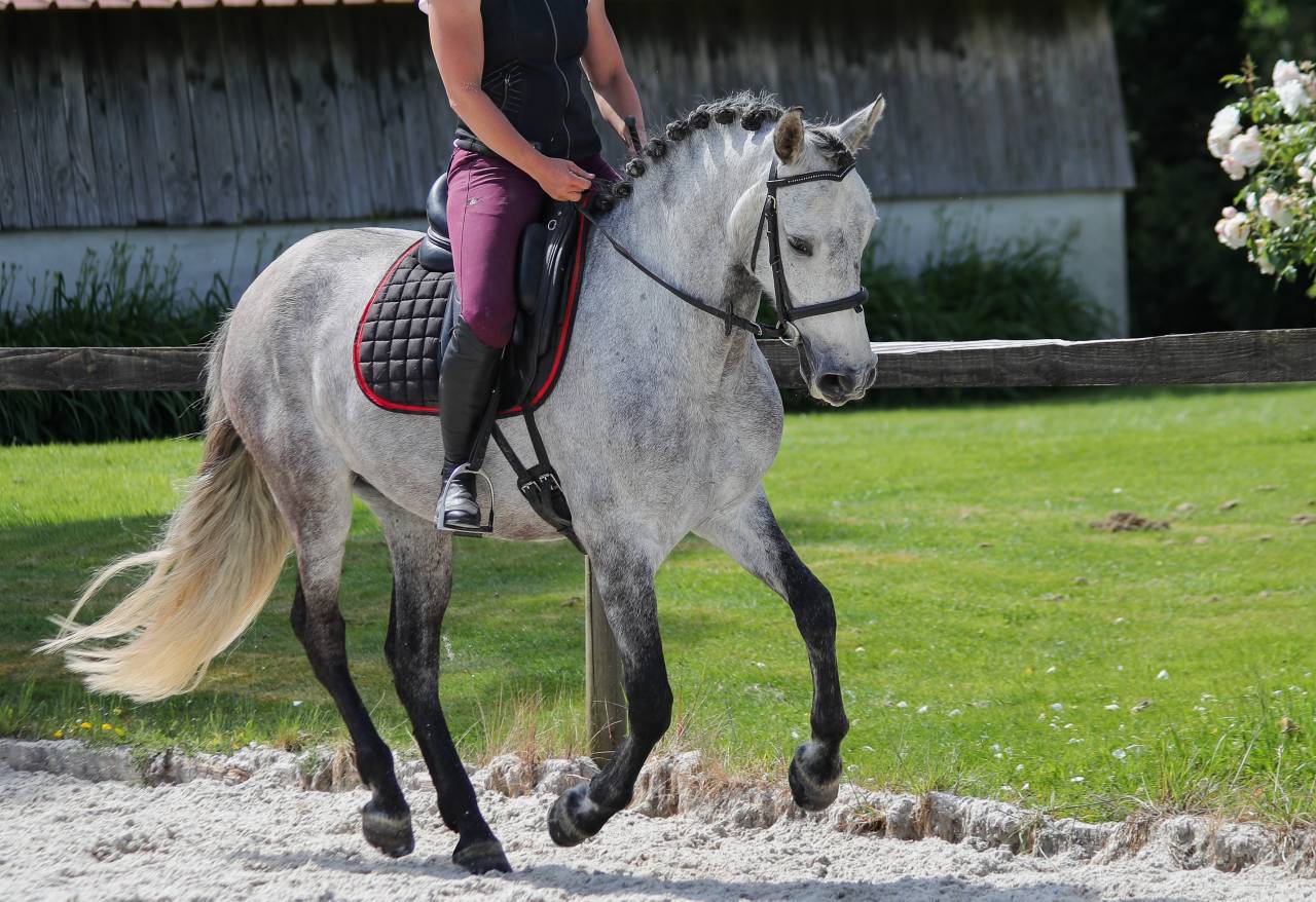Rare ! PRE taille poney 