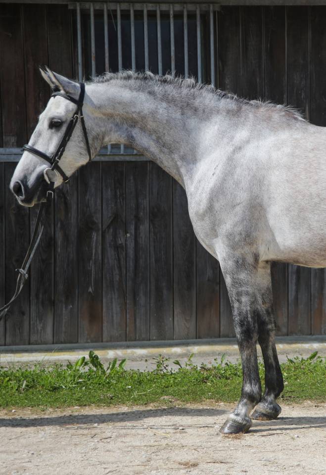 Rare ! PRE taille poney 