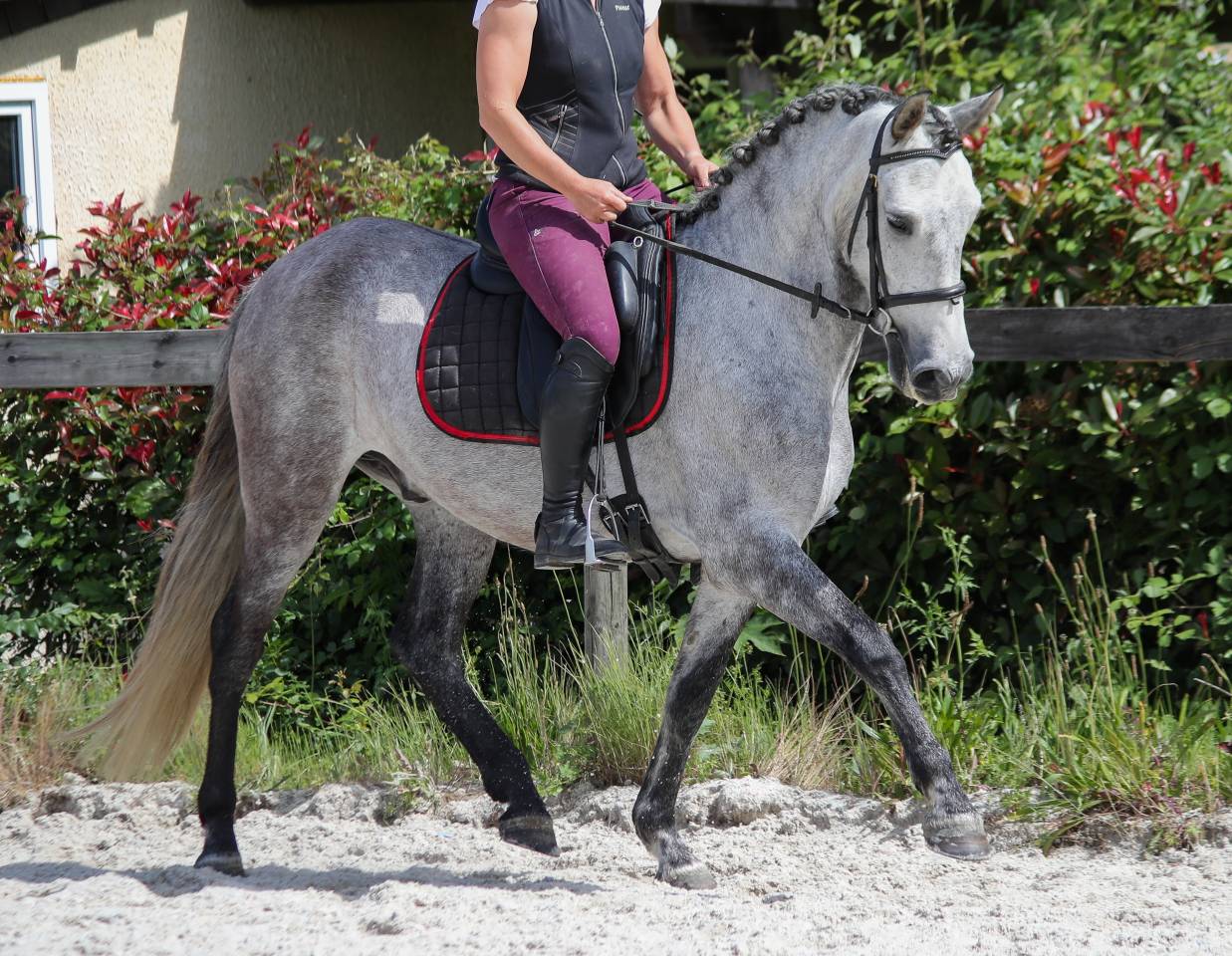 Rare ! PRE taille poney 