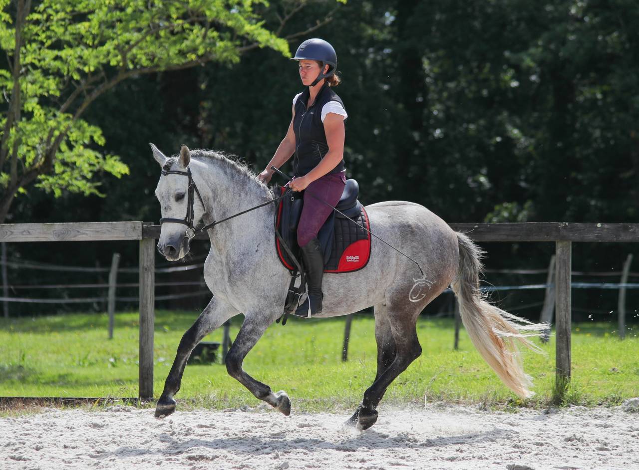 Rare ! PRE taille poney 