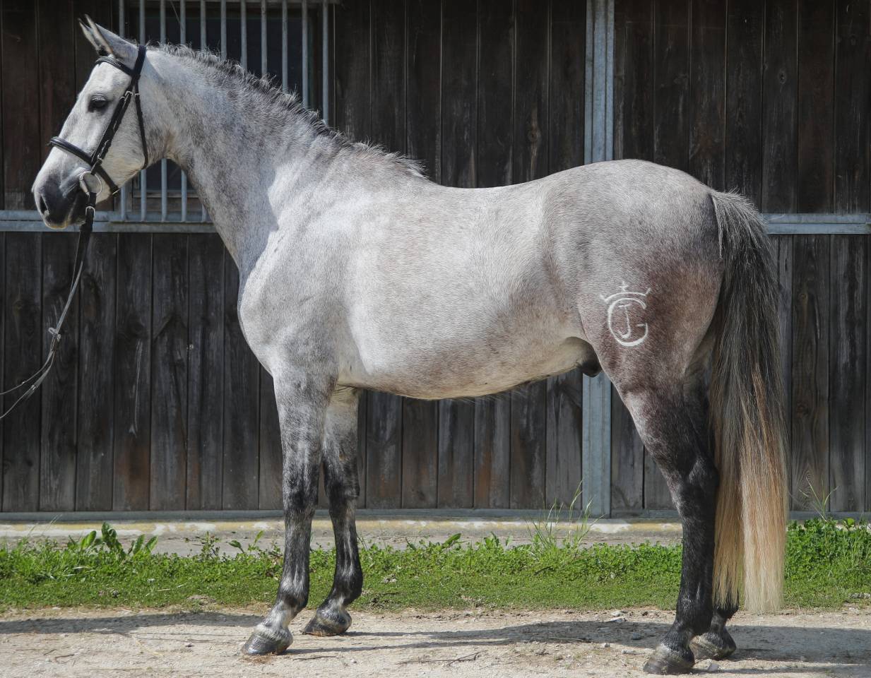 Rare ! PRE taille poney 