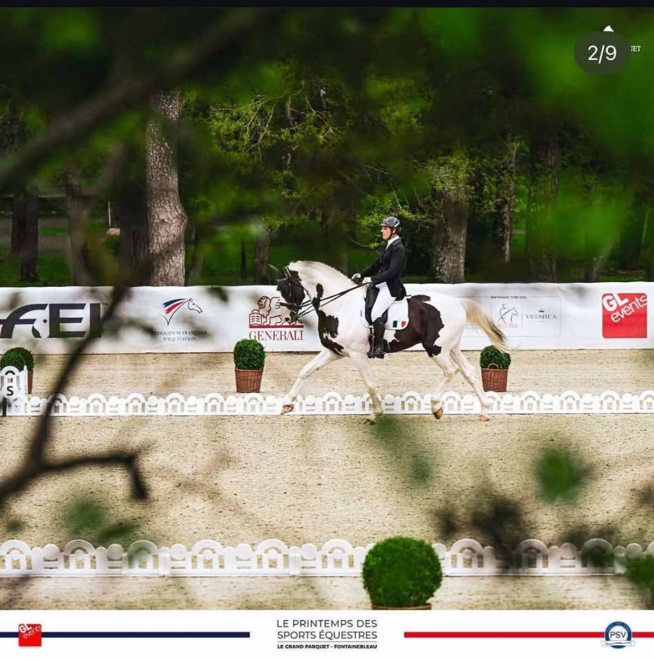 Etalon dressage en pension compl&egrave;te saumur