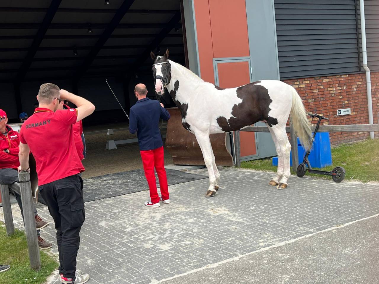 Etalon dressage en pension compl&egrave;te saumur