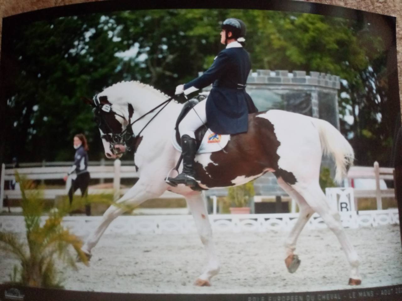 Etalon dressage en pension compl&egrave;te saumur