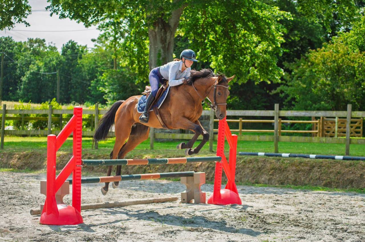Top Quality Thoroughbred Gelding for Sport, Modern Type