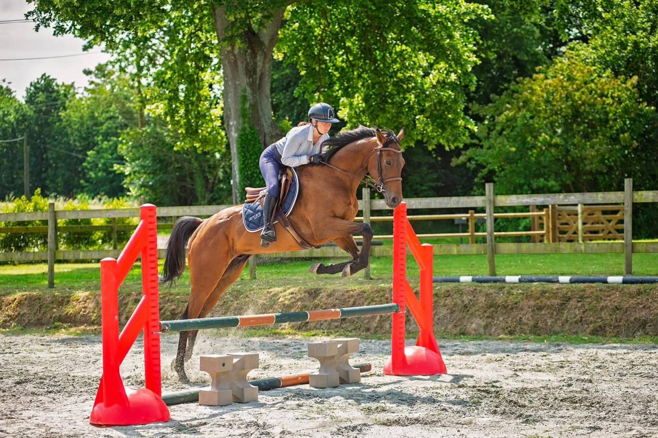 Top Quality Thoroughbred Gelding for Sport, Modern Type