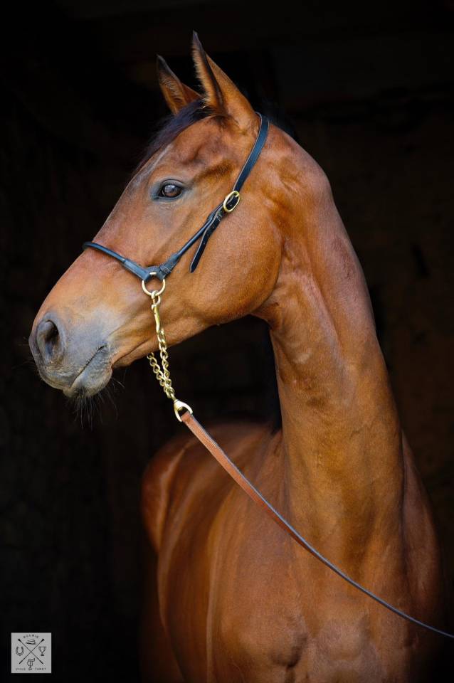Top Quality Thoroughbred Gelding for Sport, Modern Type
