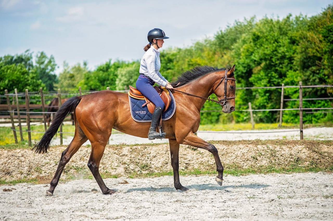 Top Quality Thoroughbred Gelding for Sport, Modern Type