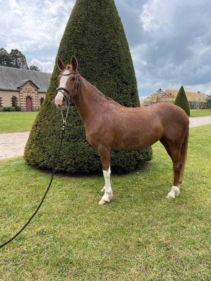 Ponette de 7 ans 