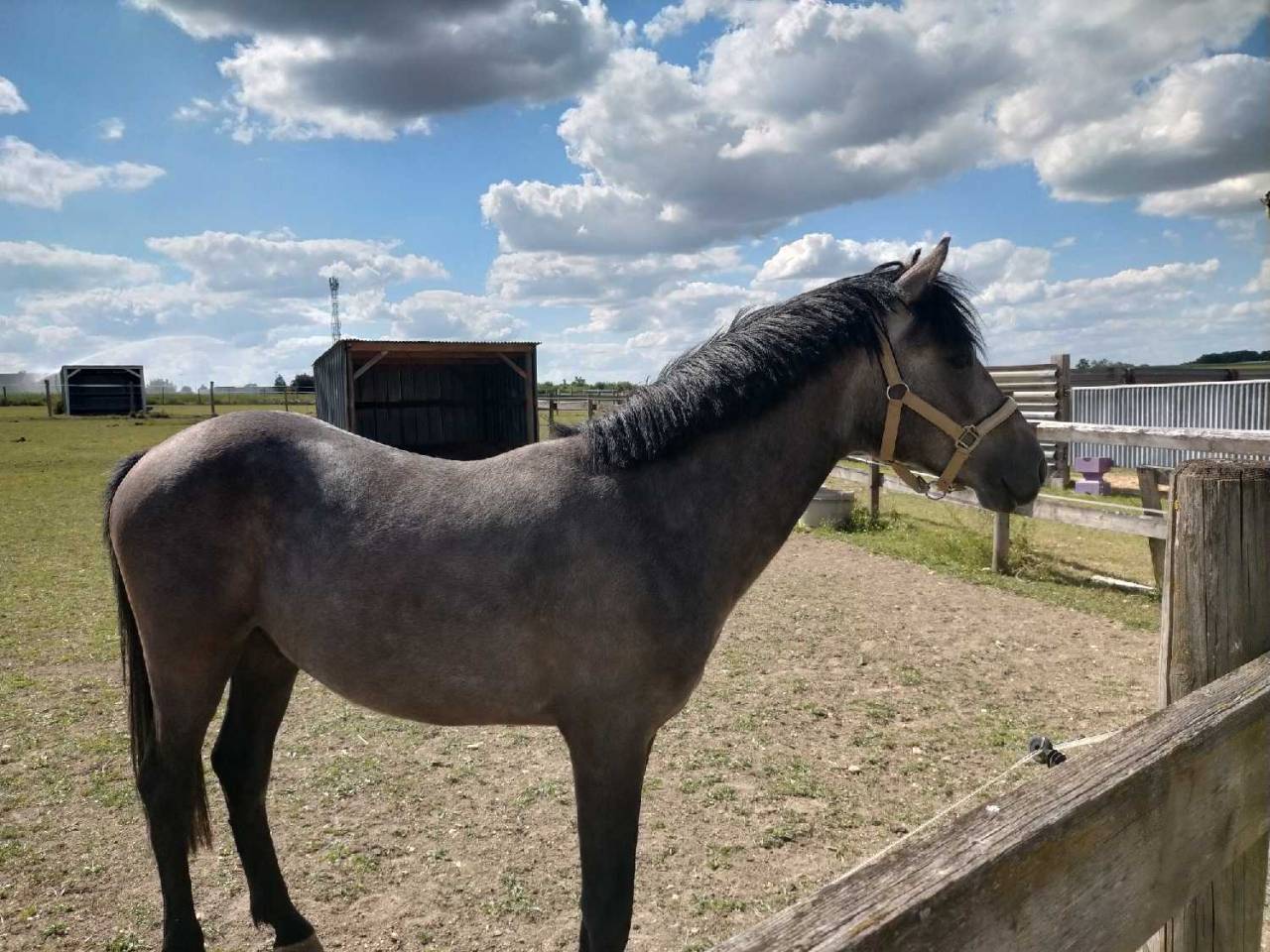 Poney PFS