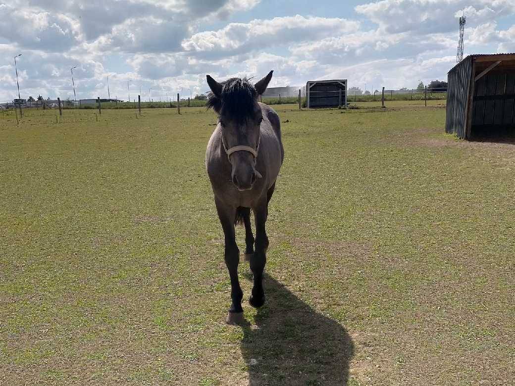 Poney PFS