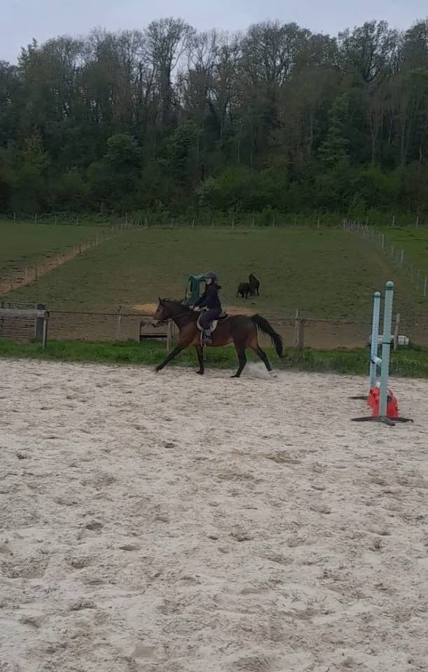 Poney hors c&ocirc;te 